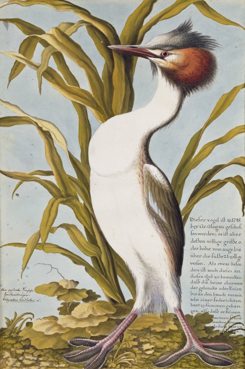 Storhakedopping (Podiceps cristatus) c.1748 (wc på papper) av German School