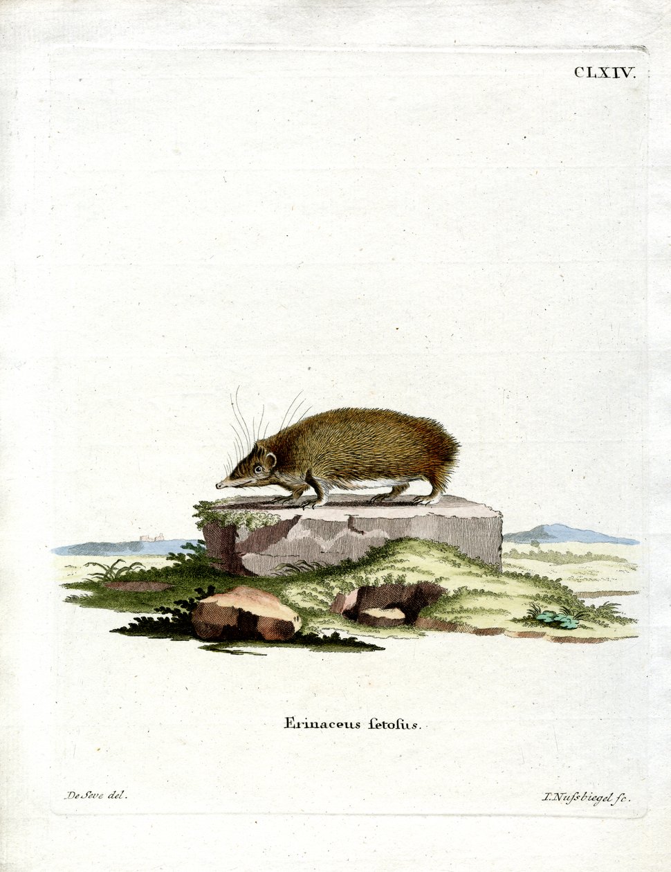 Greater Hedgehog Tenrec (färgad gravyr) av German School