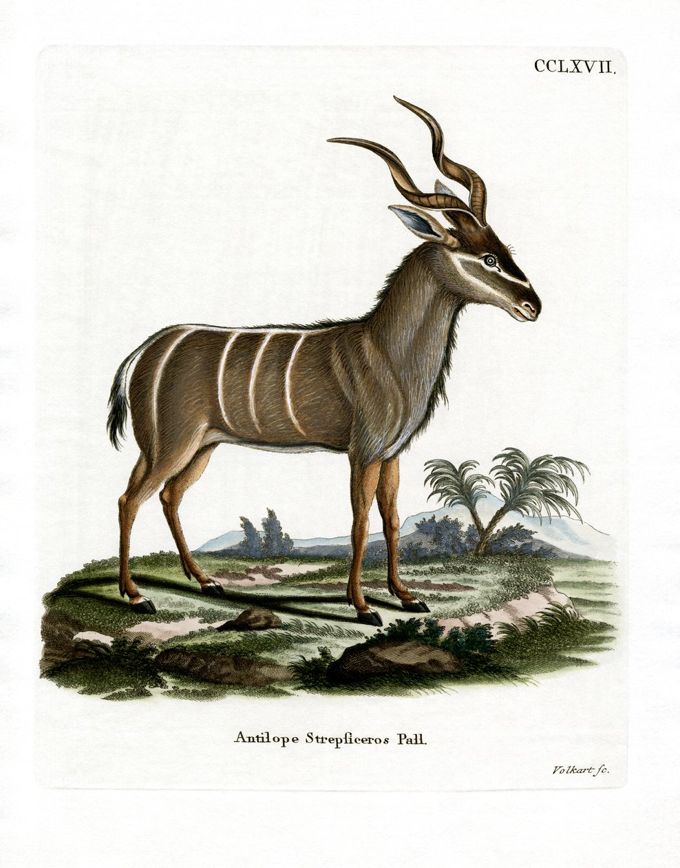 Greater Kudu (färgad gravyr) av German School