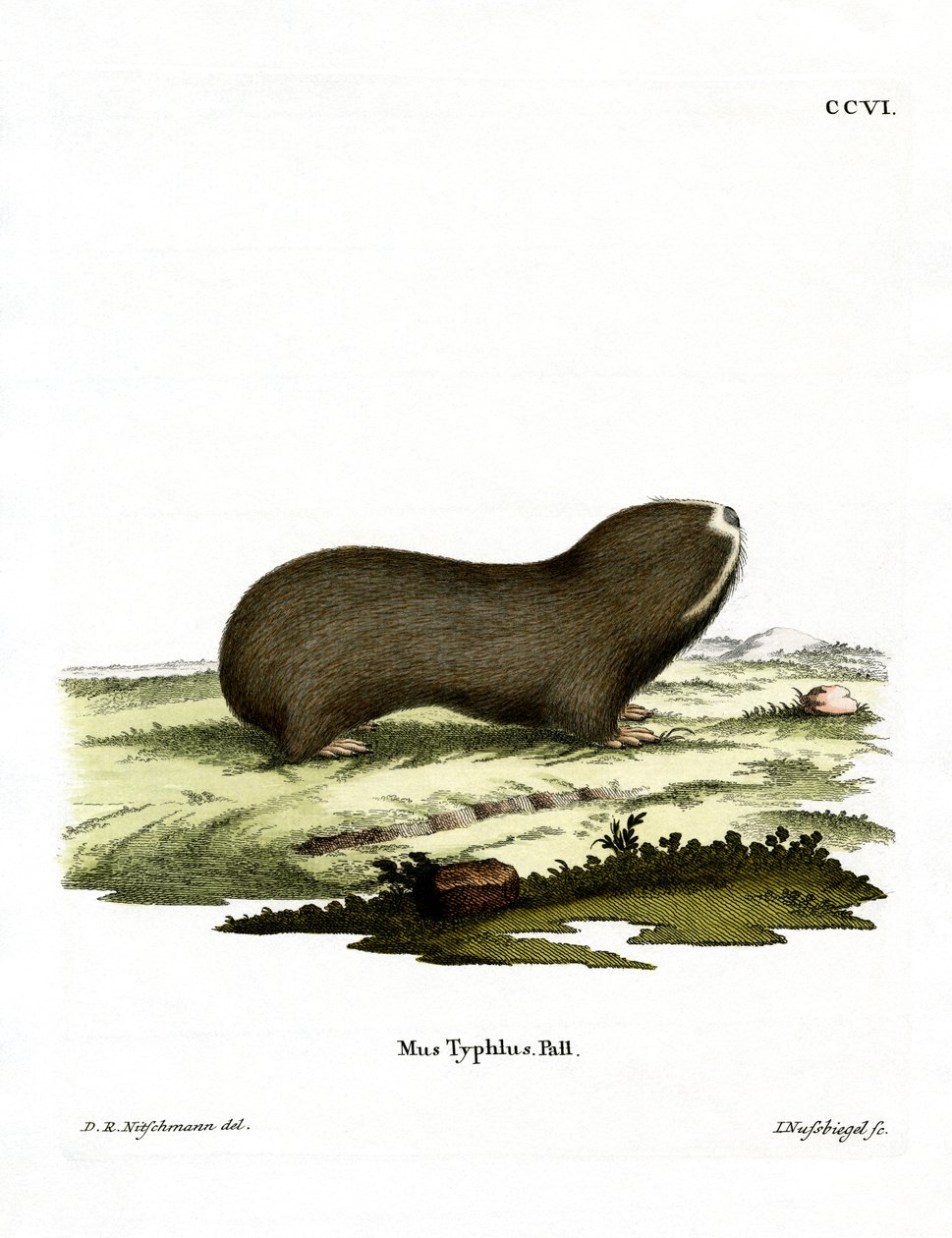 Greater Mole Rat (färgad gravyr) av German School