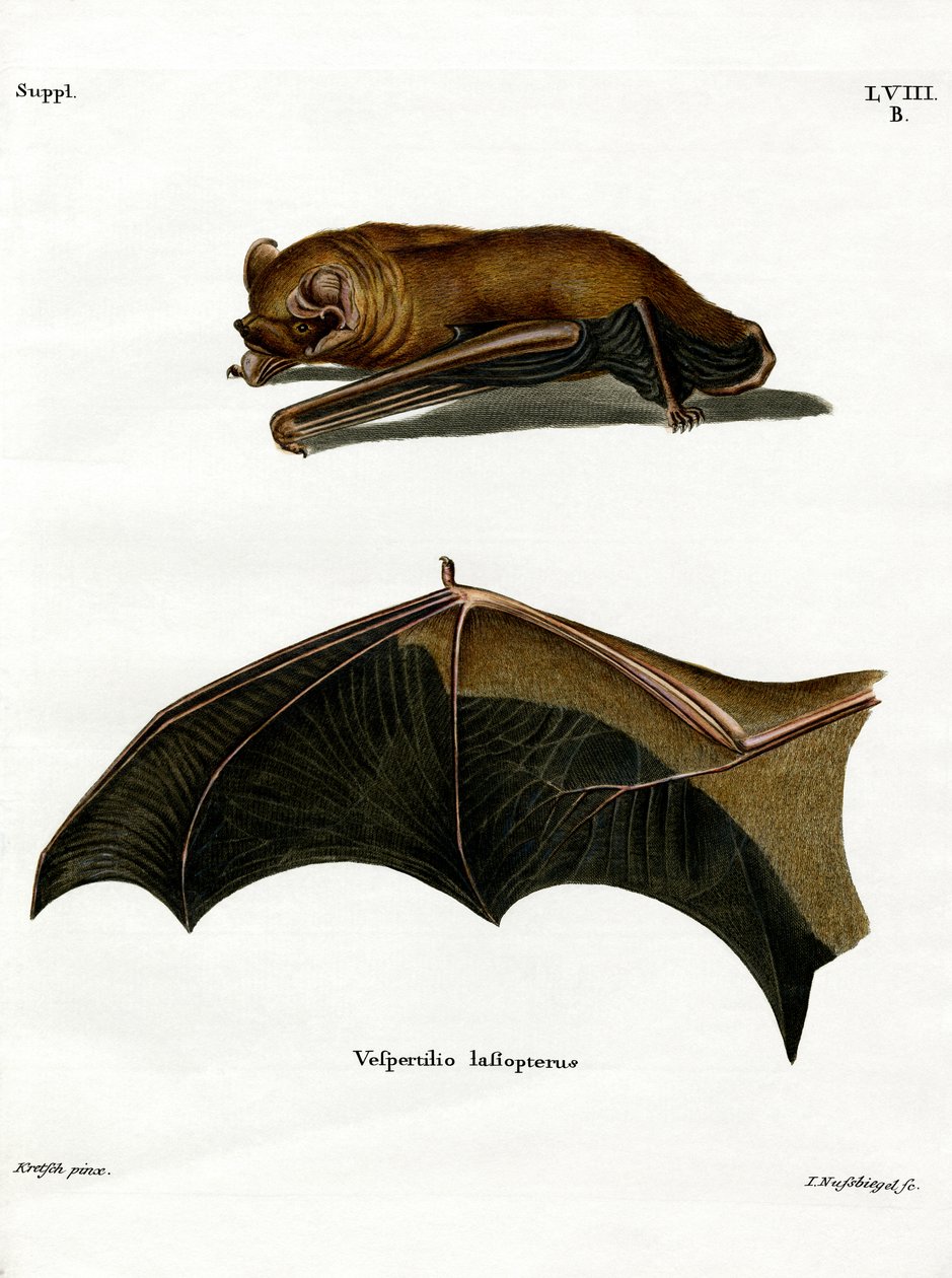 Greater Noctule Bat (färgad gravyr) av German School