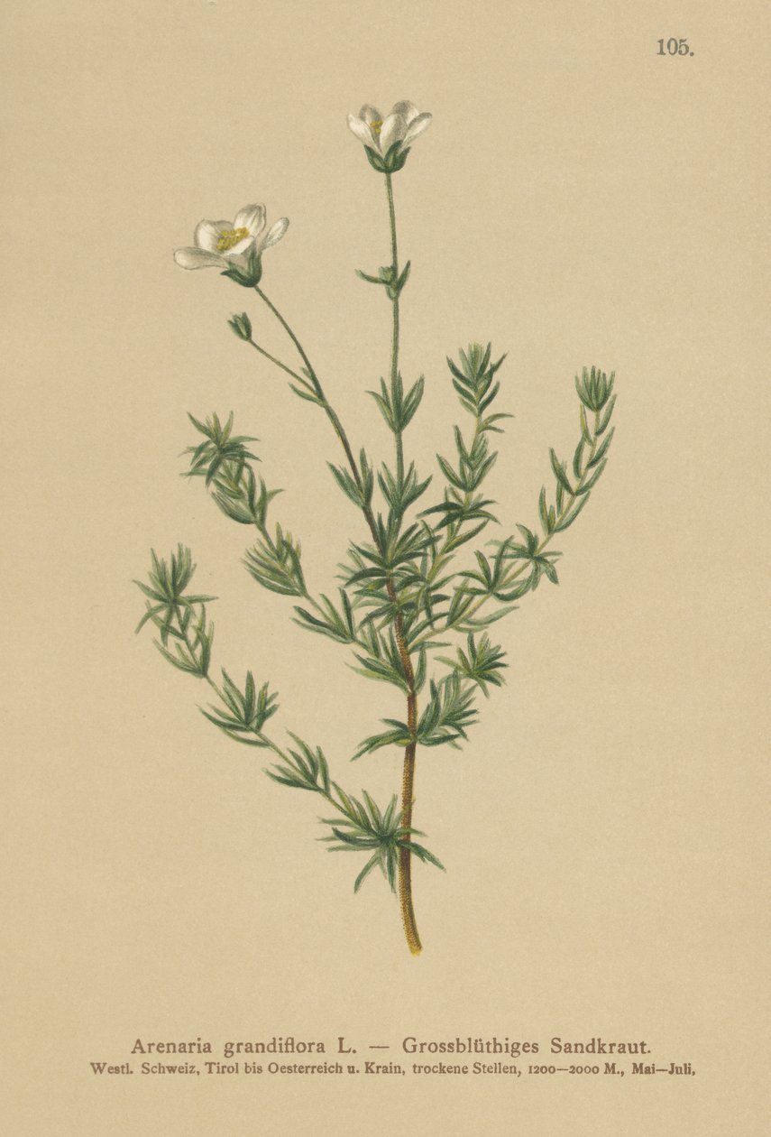Storsandört (Arenaria grandiflora) av German School