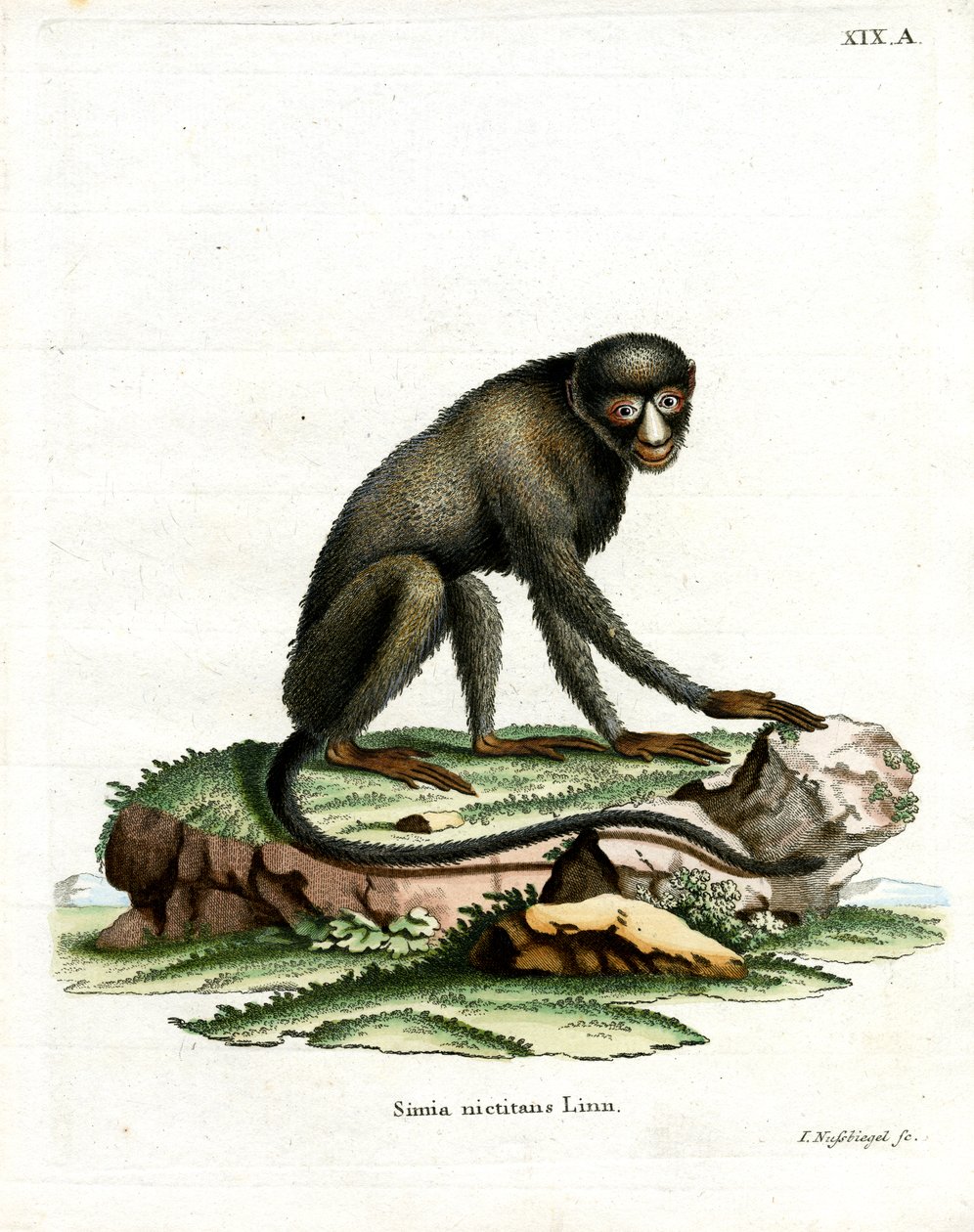 Greater Spot-nosed Monkey (färgad gravyr) av German School