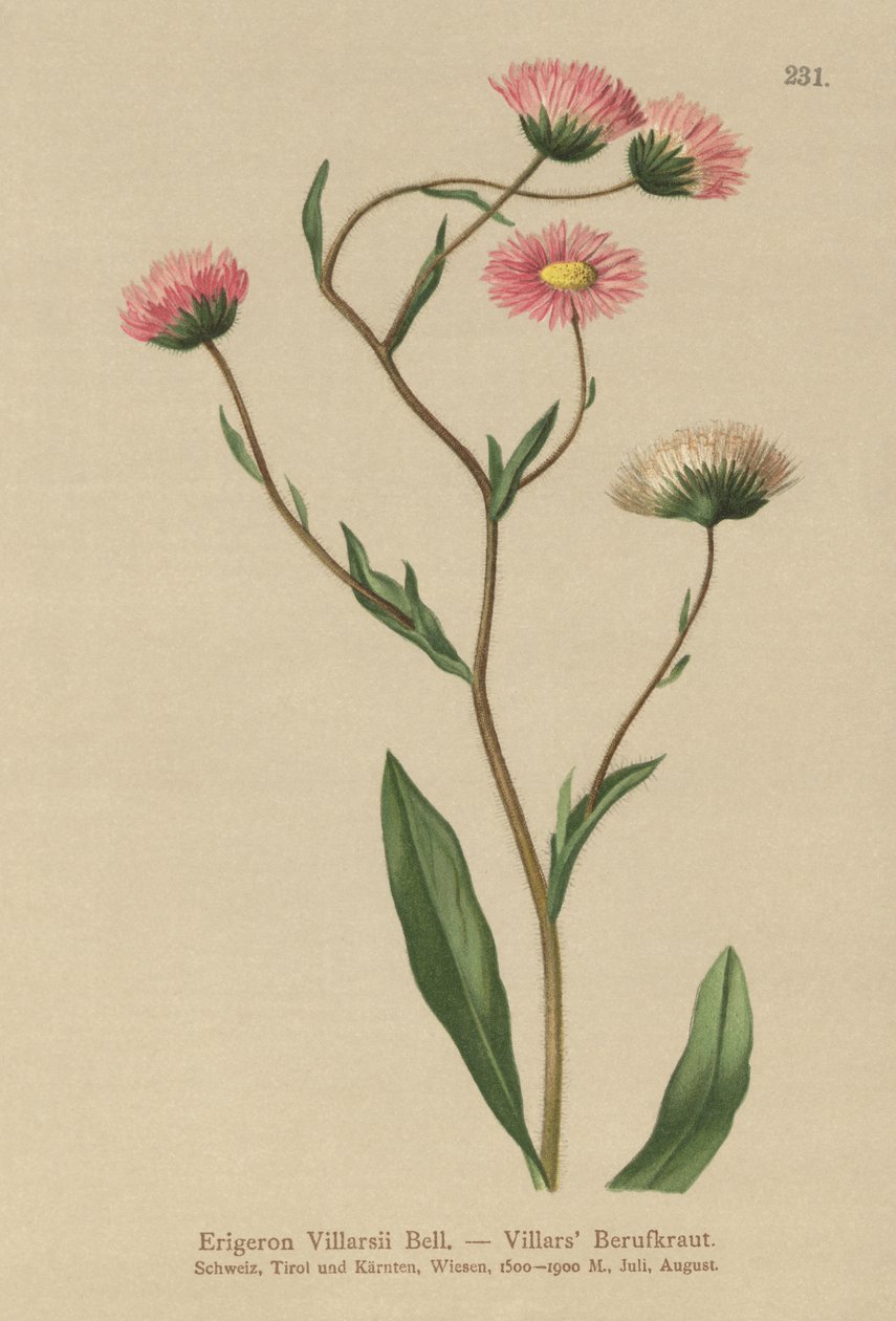 Grekisk Fleabane (Erigeron Villarsii, Erigeron atticus) av German School