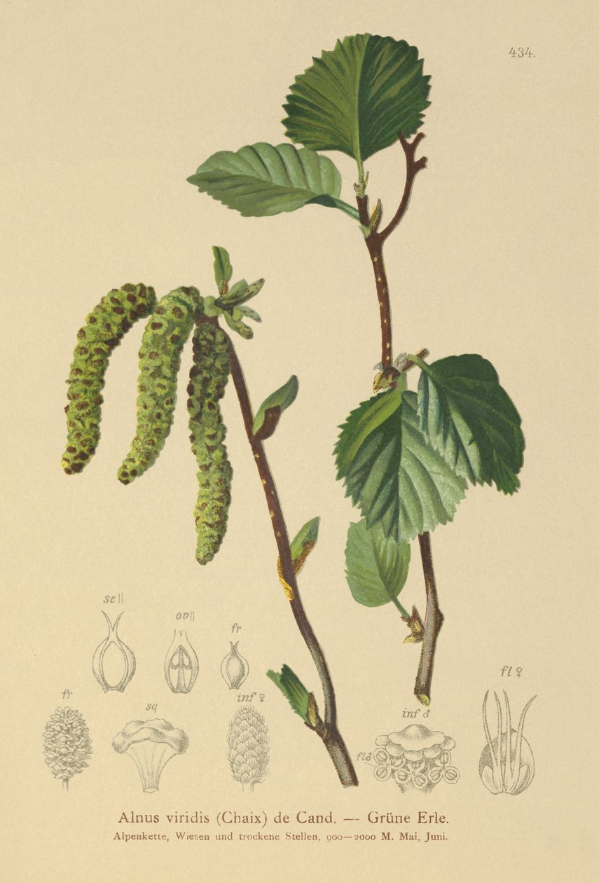 Grön al (Alnus viridis) av German School