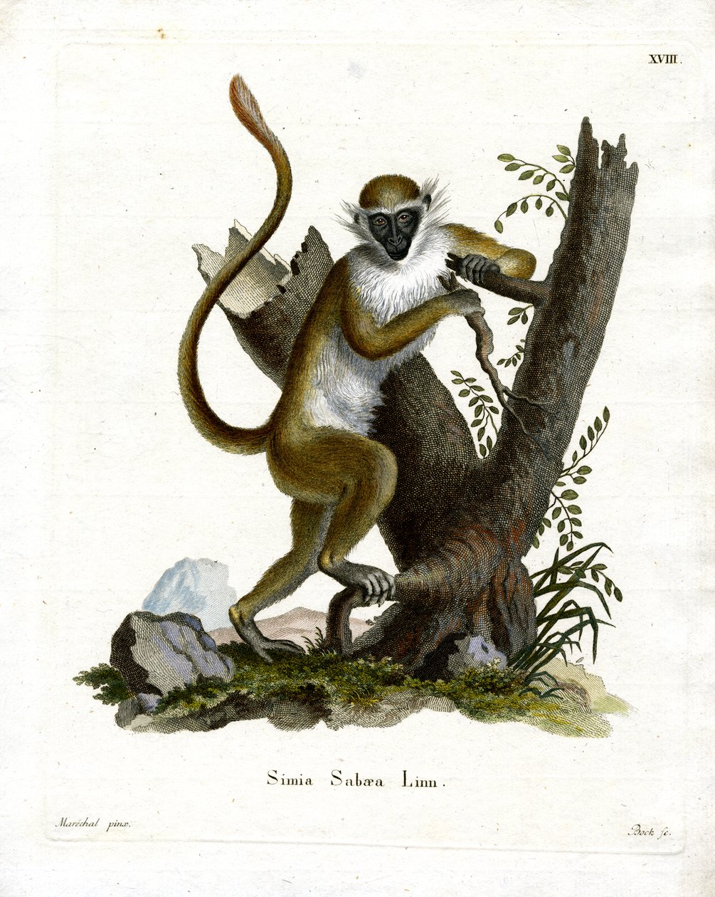 Green Monkey (färgad gravyr) av German School