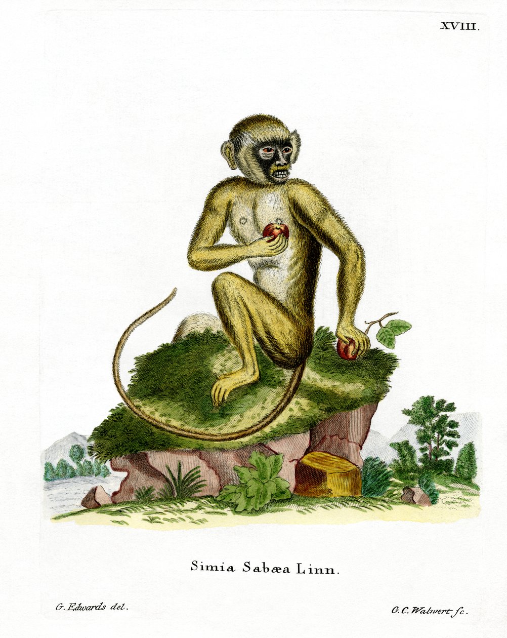 Green Monkey (färgad gravyr) av German School