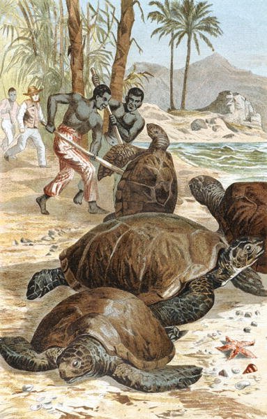 Grön sköldpadda, tallrik från "Brehms Tierleben: Allgemeine Kunde des Tierreichs", vol.7, s.596, utgiven av Bibliographisches Institut av German School