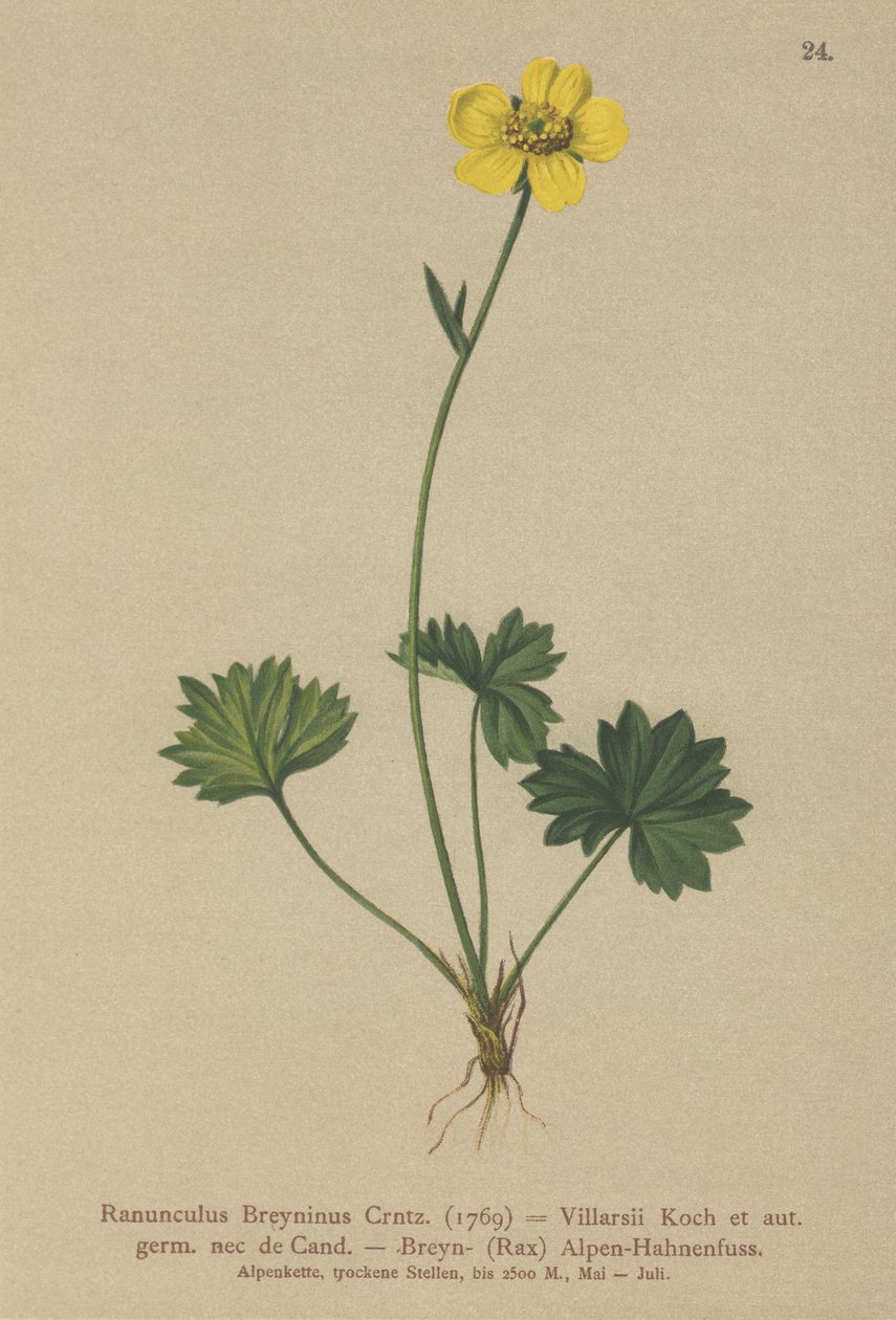 Greniers smörblomma (Ranunculus Breynius, Ranunculus Villarsii, Ranunculus grenierianus) av German School