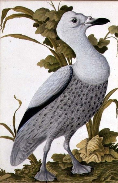 Grågås, ca 1740 (akvarell på papper) av German School