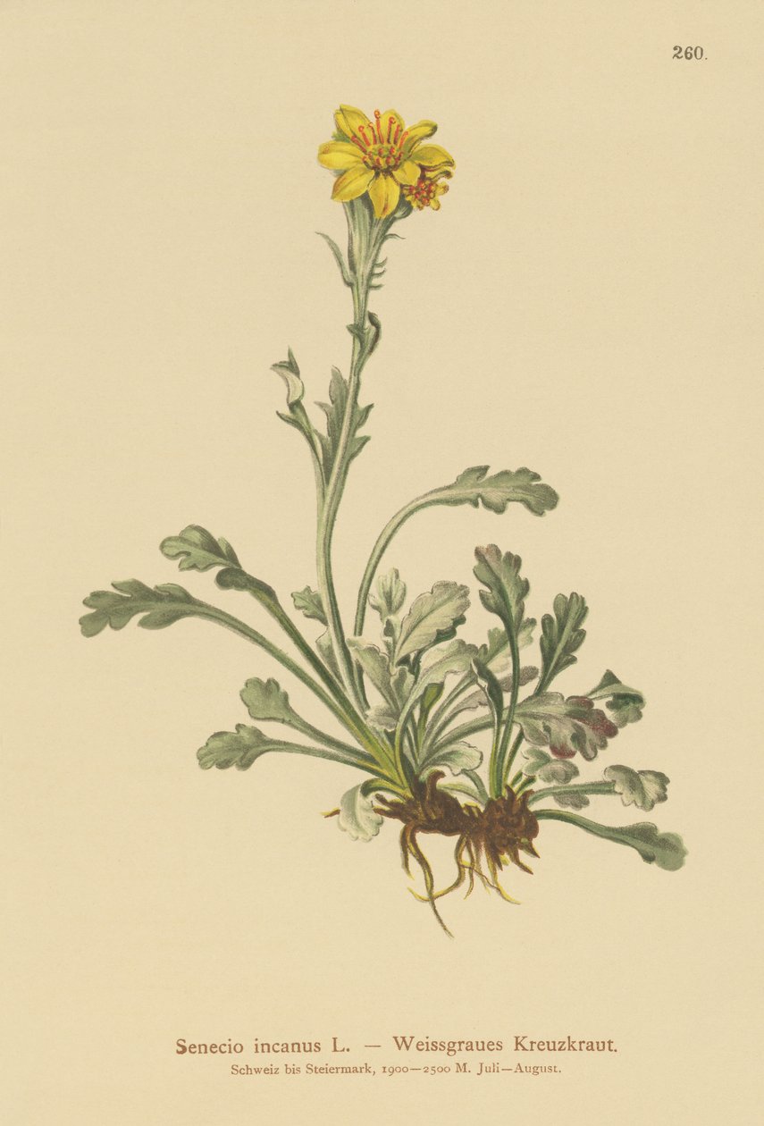 Grå raggört (Senecio incanus) av German School