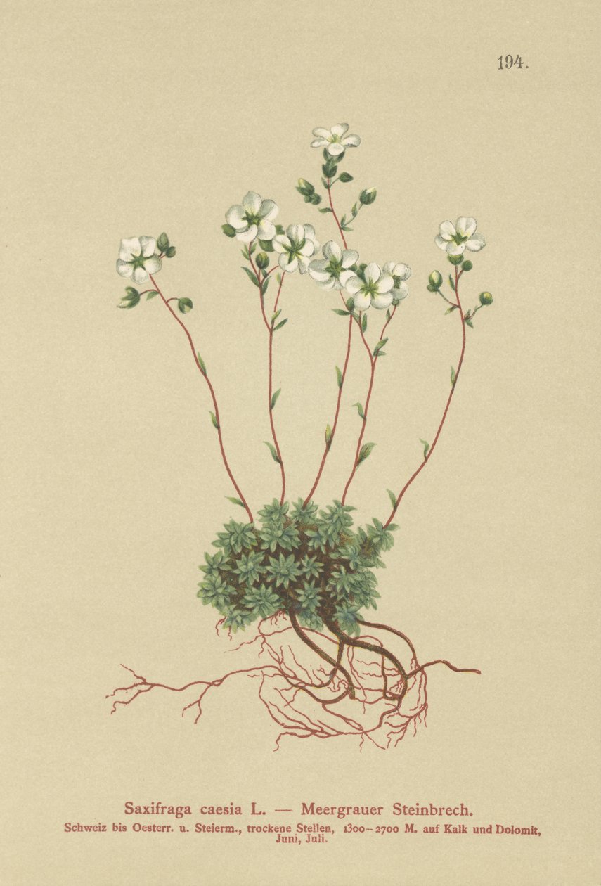 Grå saxifrage (Saxifraga caesia) av German School
