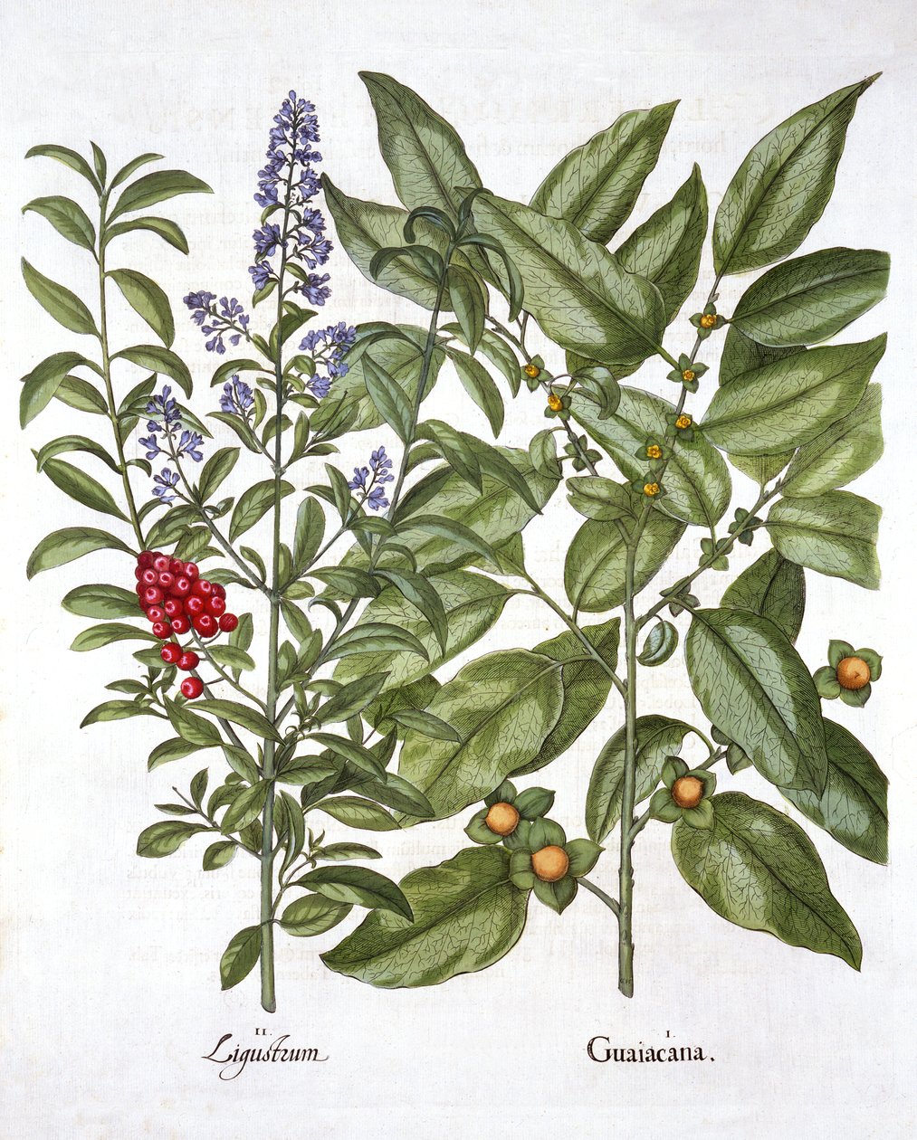 Guaiacum och kinesisk liguster, från Hortus Eystettensis, av Basil Besler (1561-1629), pub. 1613 (handfärgad gravyr) av German School
