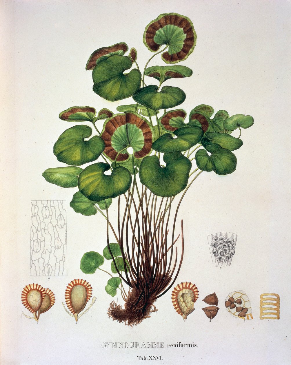 Gymnogramme Reniformis, tabell XXVI från 