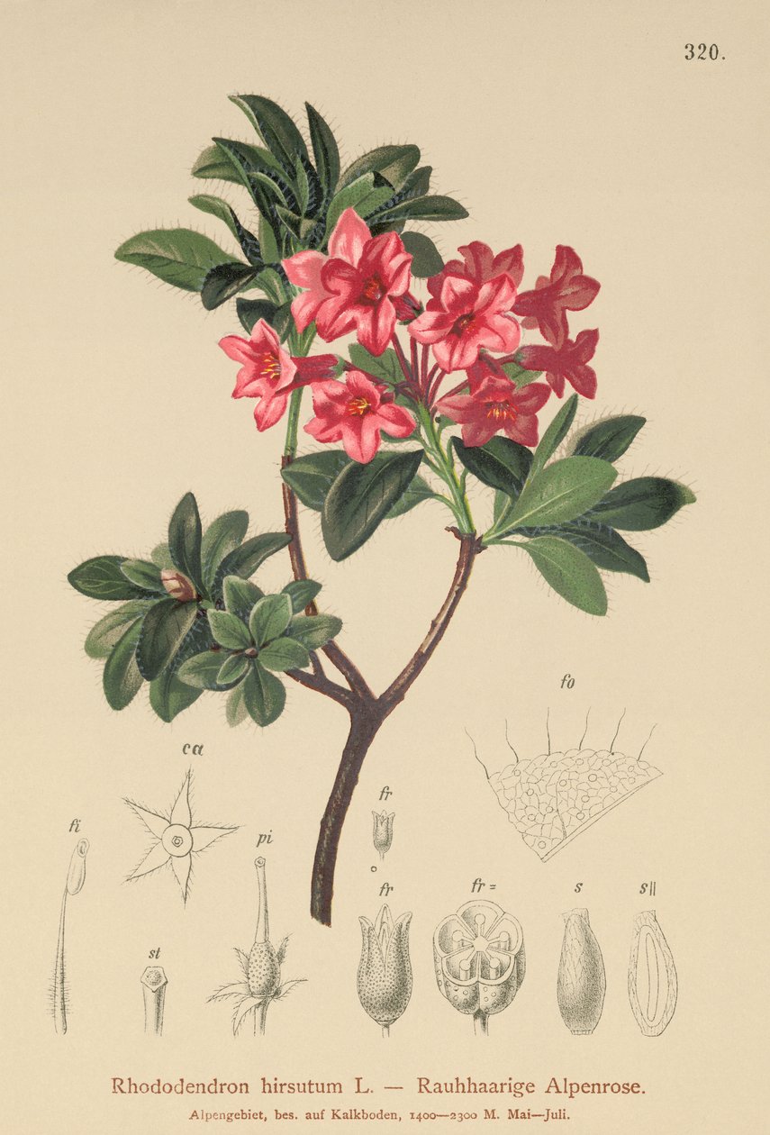 Hårig alpenros (Rhododendron hirsutum) av German School