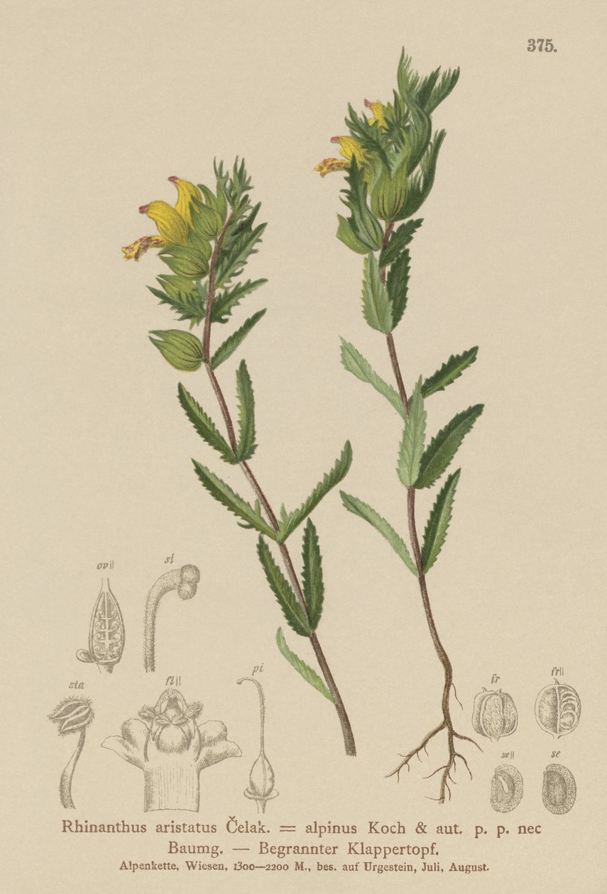 Hårig gul skallra (Rhinanthus aristatus, Rhinanthus alpinus) av German School