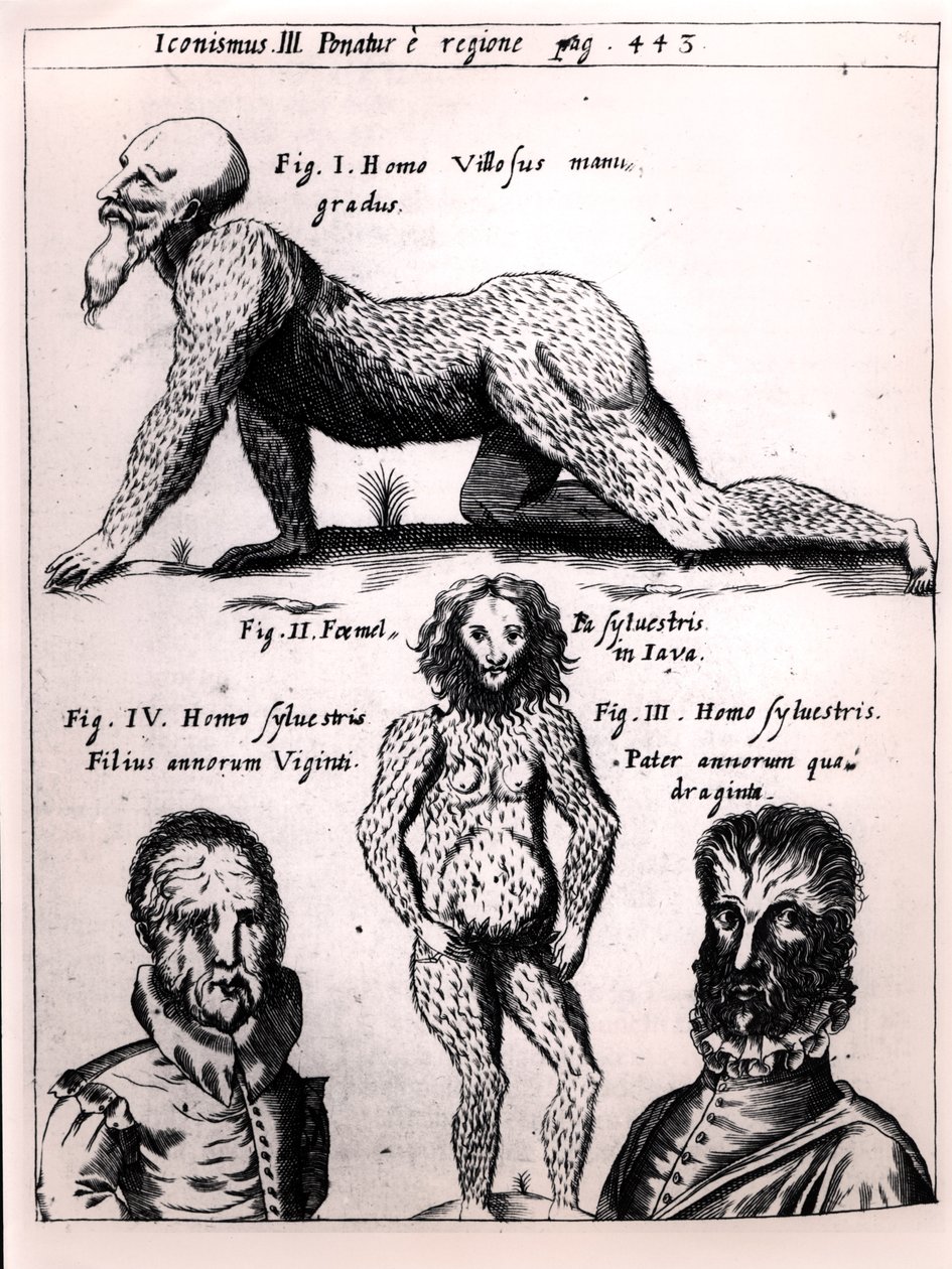Hårig man och vild man, illustration från Physica Curiosa av Gaspar Schott (1608-66) av German School
