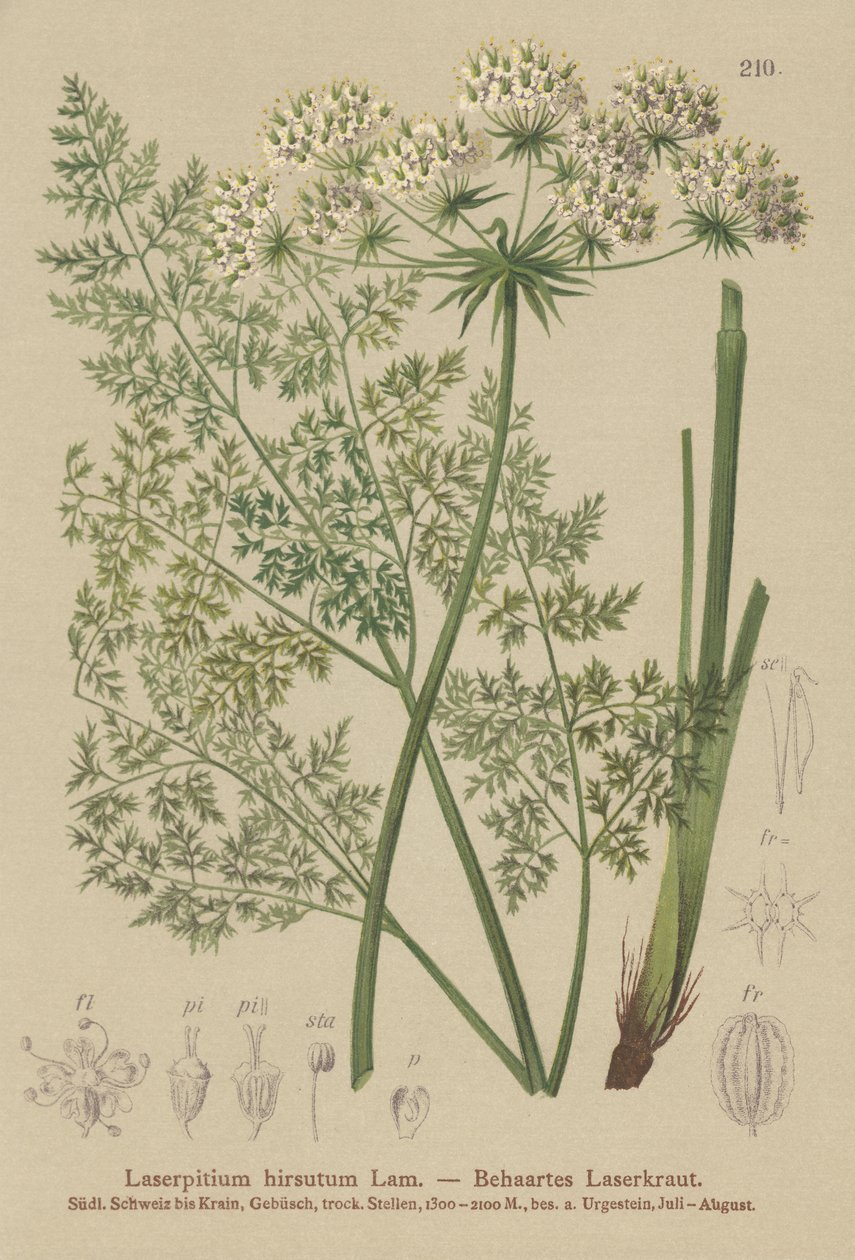 Hallers Sermountain (Laserpitium hirsutum, Laserpitium haller, Laserpitium panax) av German School