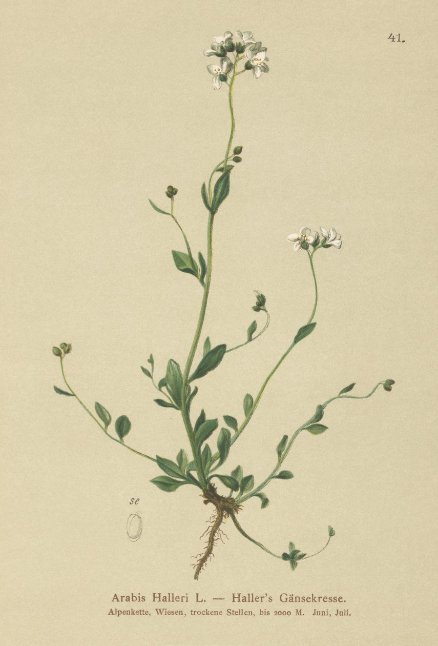 Hallers Wall-krasse (Arabis Haller) av German School
