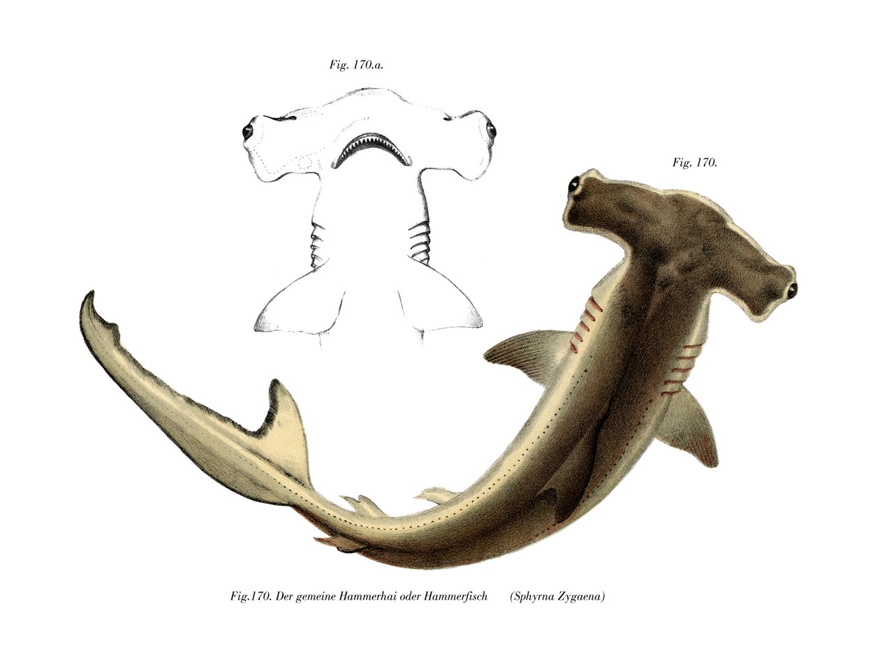 Hammerhead (färg litho) av German School