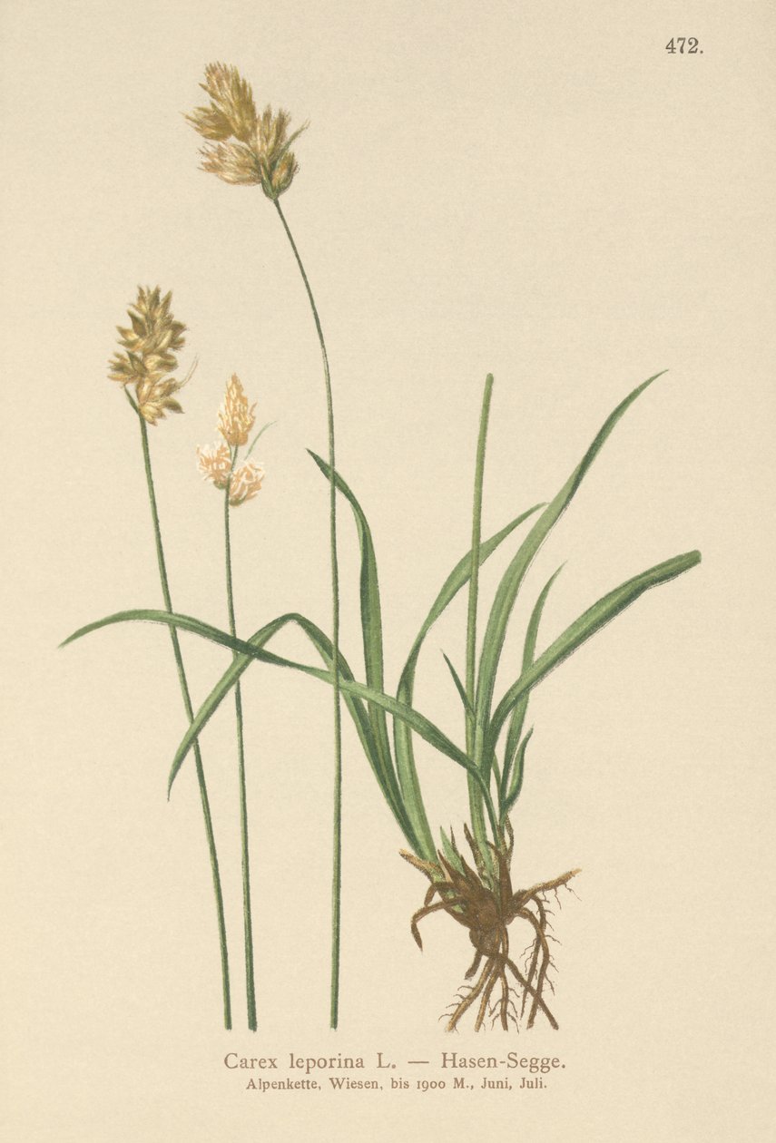 Harstarr (Carex leporina, Carex ovalis) av German School