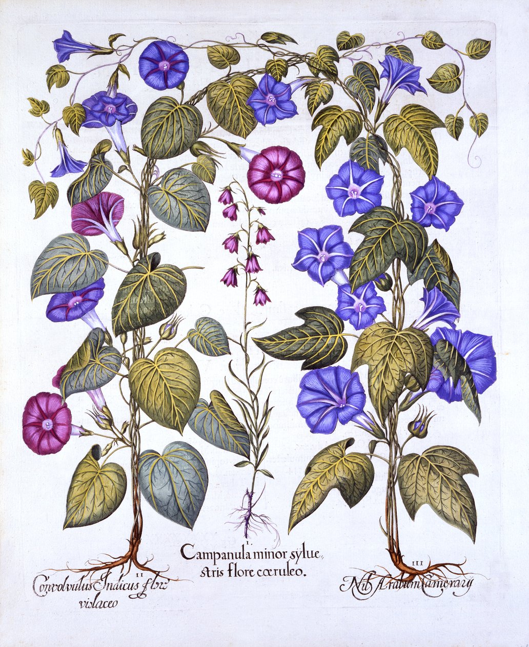 Harebell and Convovulus, från Hortus Eystettensis, av Basil Besler (1561-1629), pub. 1613 (handfärgad gravyr) av German School