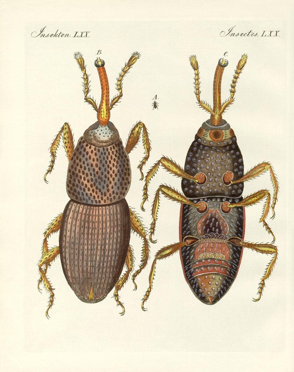 Skadliga insekter (färgad gravyr) av German School