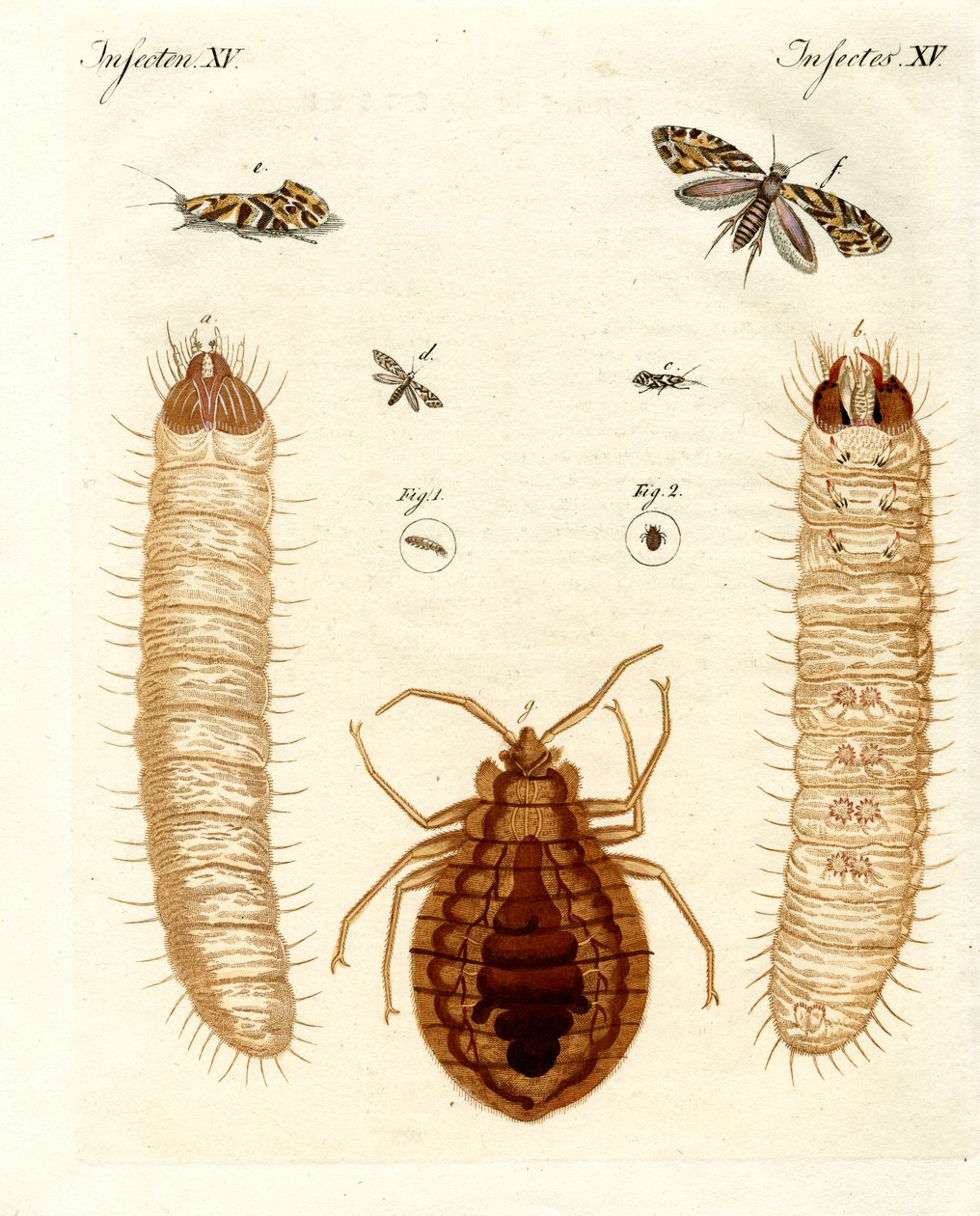Skadliga insekter av German School