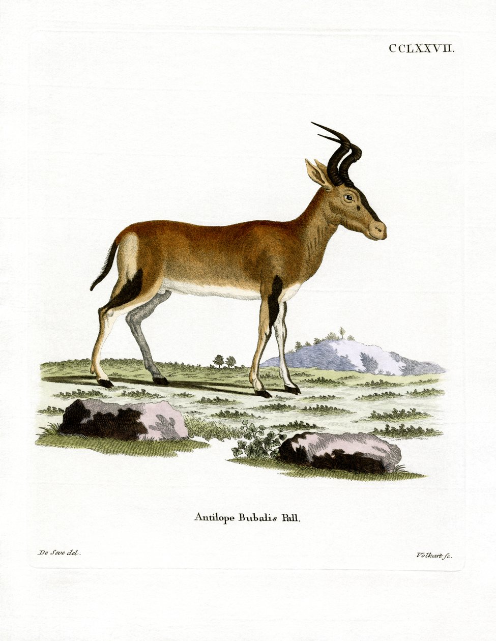 Hartebeest (färgad gravyr) av German School