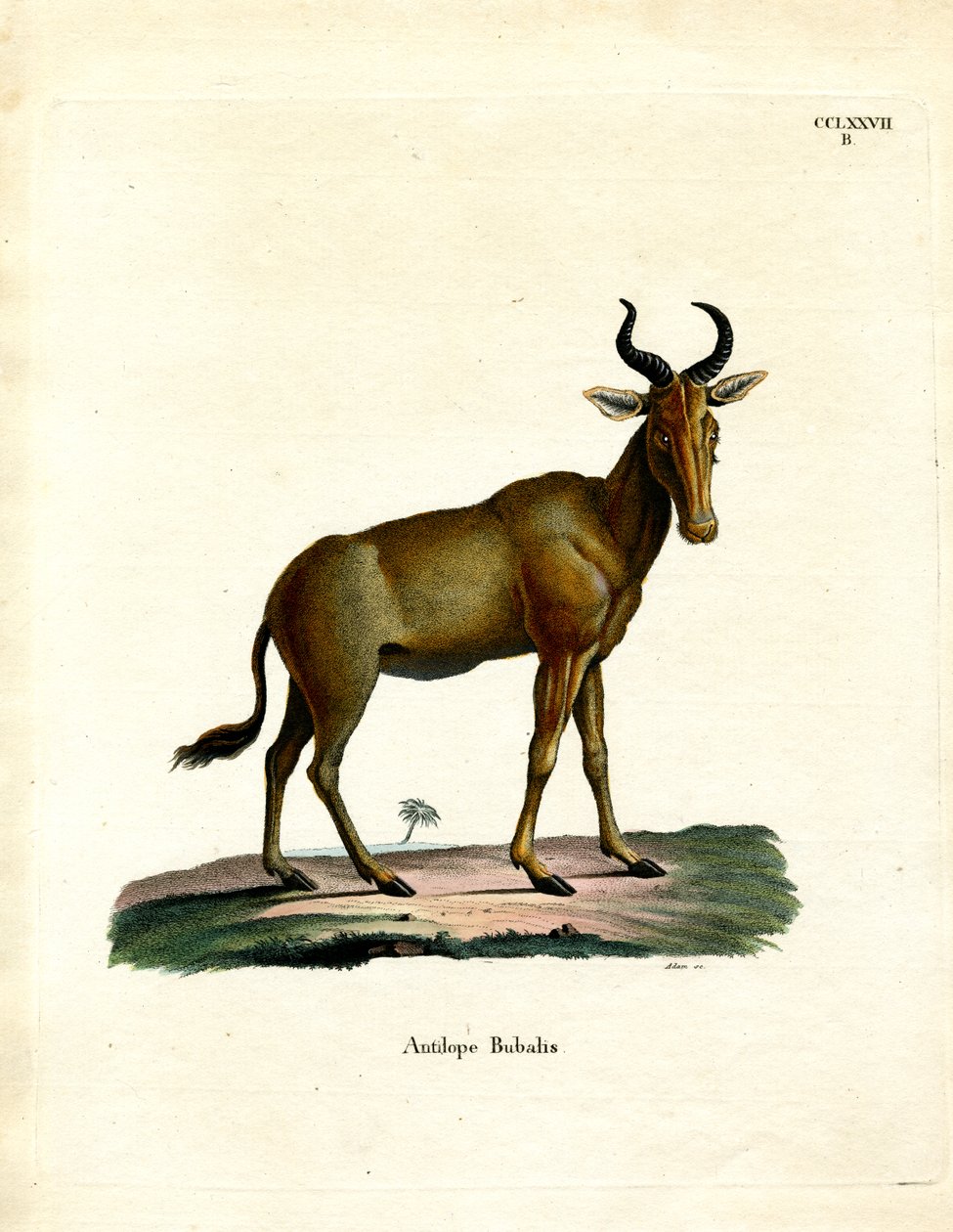 Hartebeest (färgad gravyr) av German School