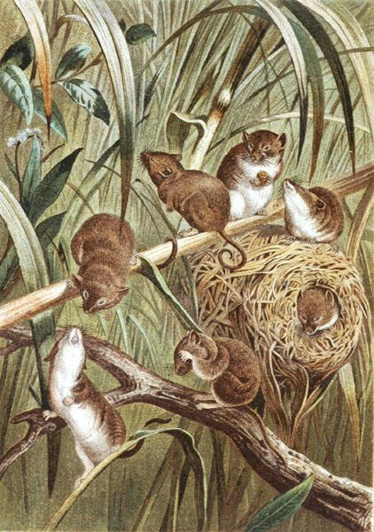 Harvest Mouse, tallrik från "Brehms Tierleben: Allgemeine Kunde des Tierreichs", vol.2, s.515, utgiven av Bibliographisches Institut av German School