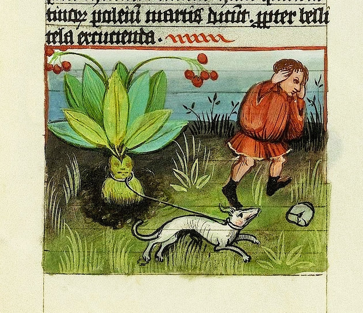 Skörda Mandrake, The Nature of Things - Rabanus Maurus, ca 1425 (gouache på vellum) av German School