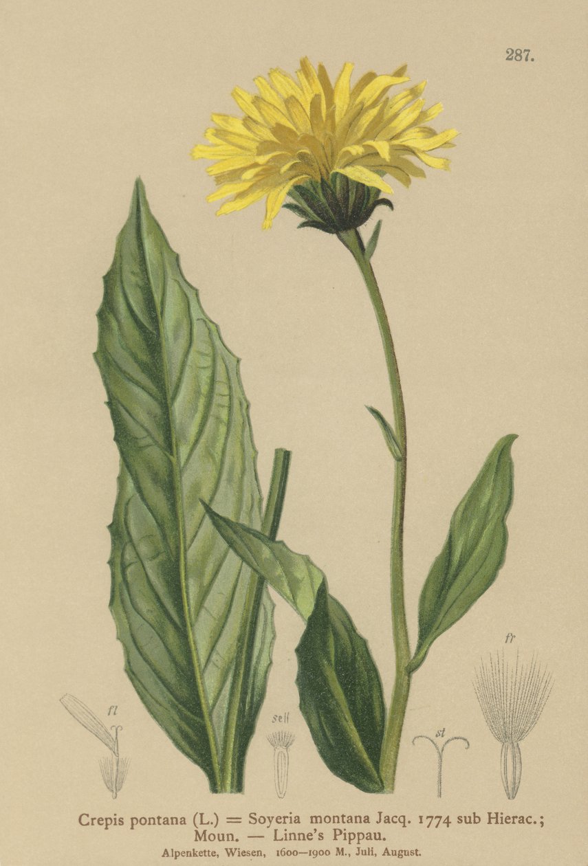 Hökskägg (Crepis bocconi, Crepis pontana, Crepis montana, Hieracium montanum, Soyeria montana) av German School