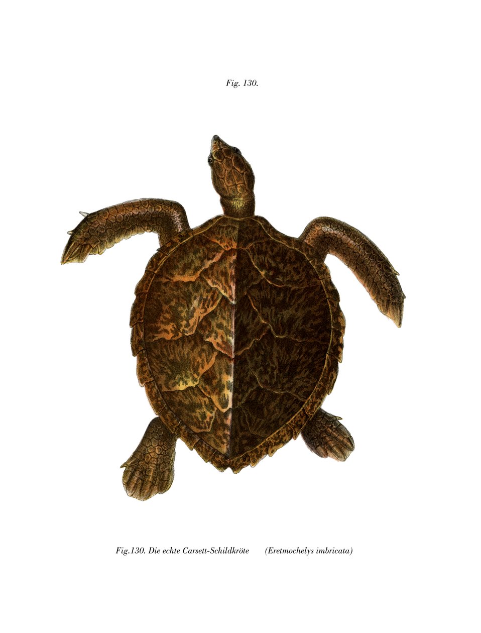 Hawksbill Turtle (färg litho) av German School