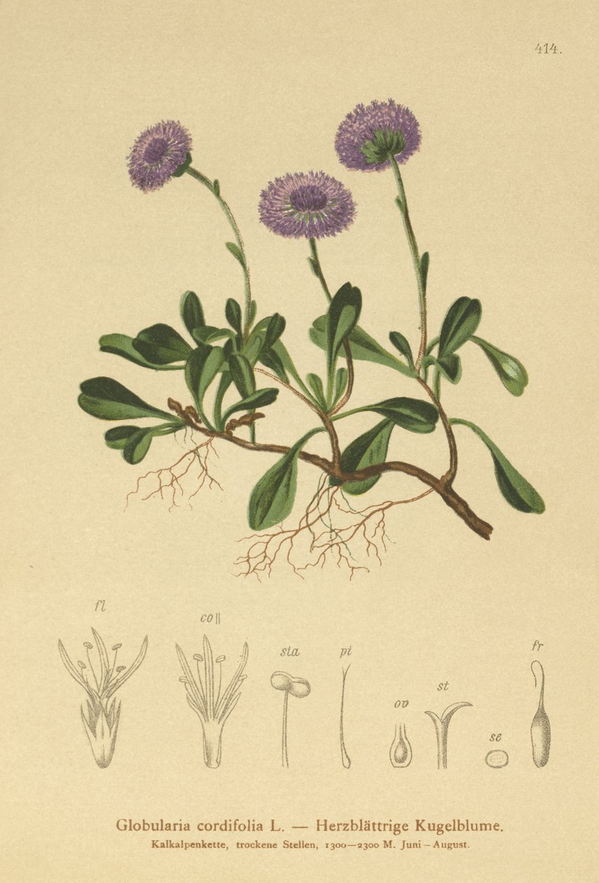 Hjärtbladiga tusensköna (Globularia cordifolia) av German School