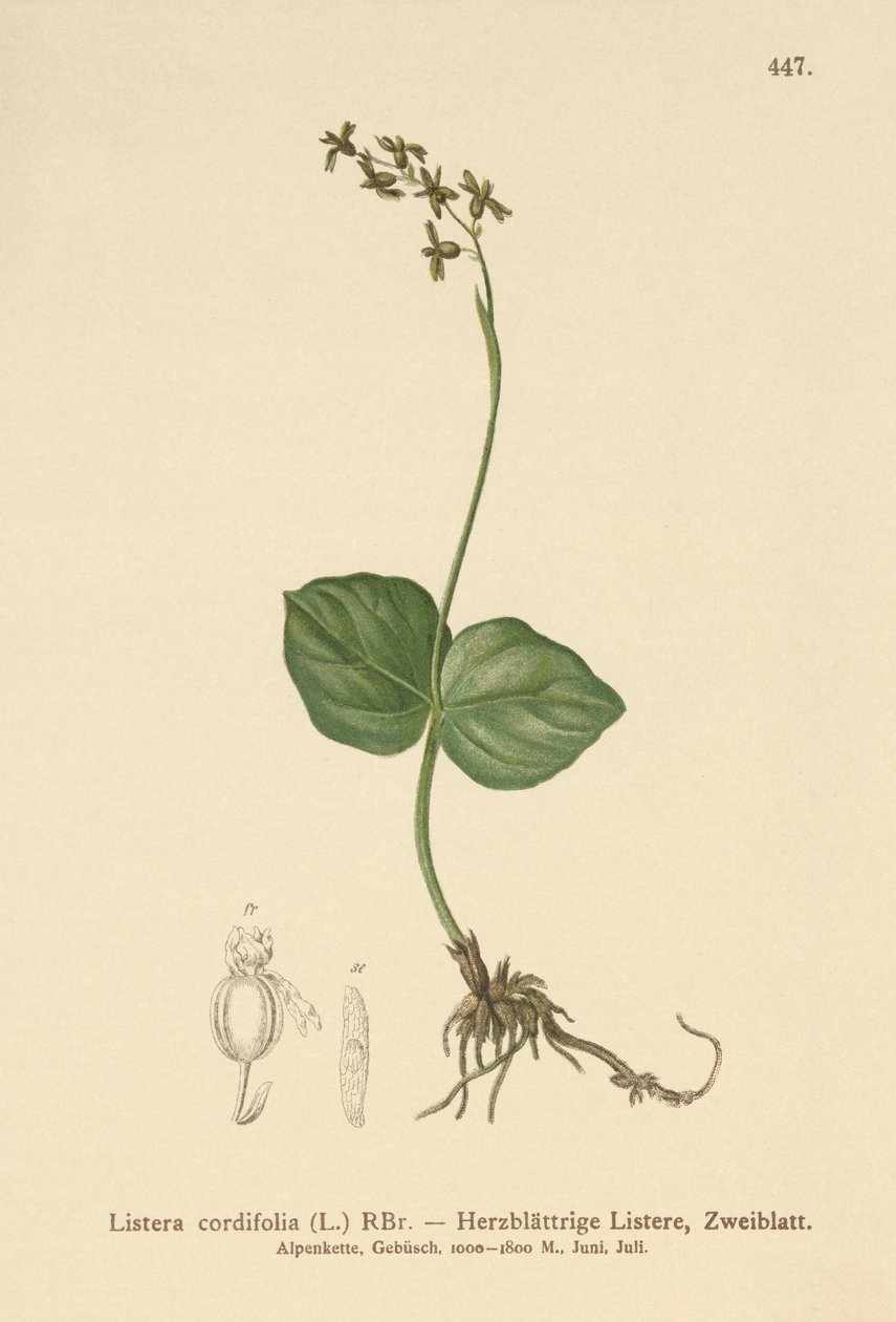 Hjärtbladiga Twayblade (Listera cordata, Listera cordifolia, Neottia cordata) av German School