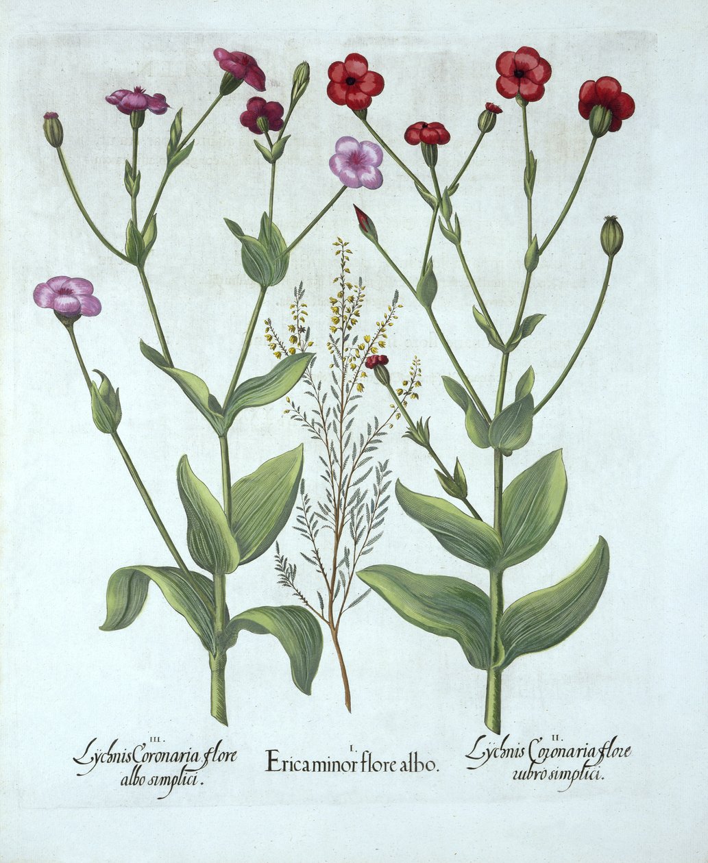 Heather and Two Kinds of Lychnis, från Hortus Eystettensis, av Basil Besler (1561-1629), pub. 1613 (handfärgad gravyr) av German School