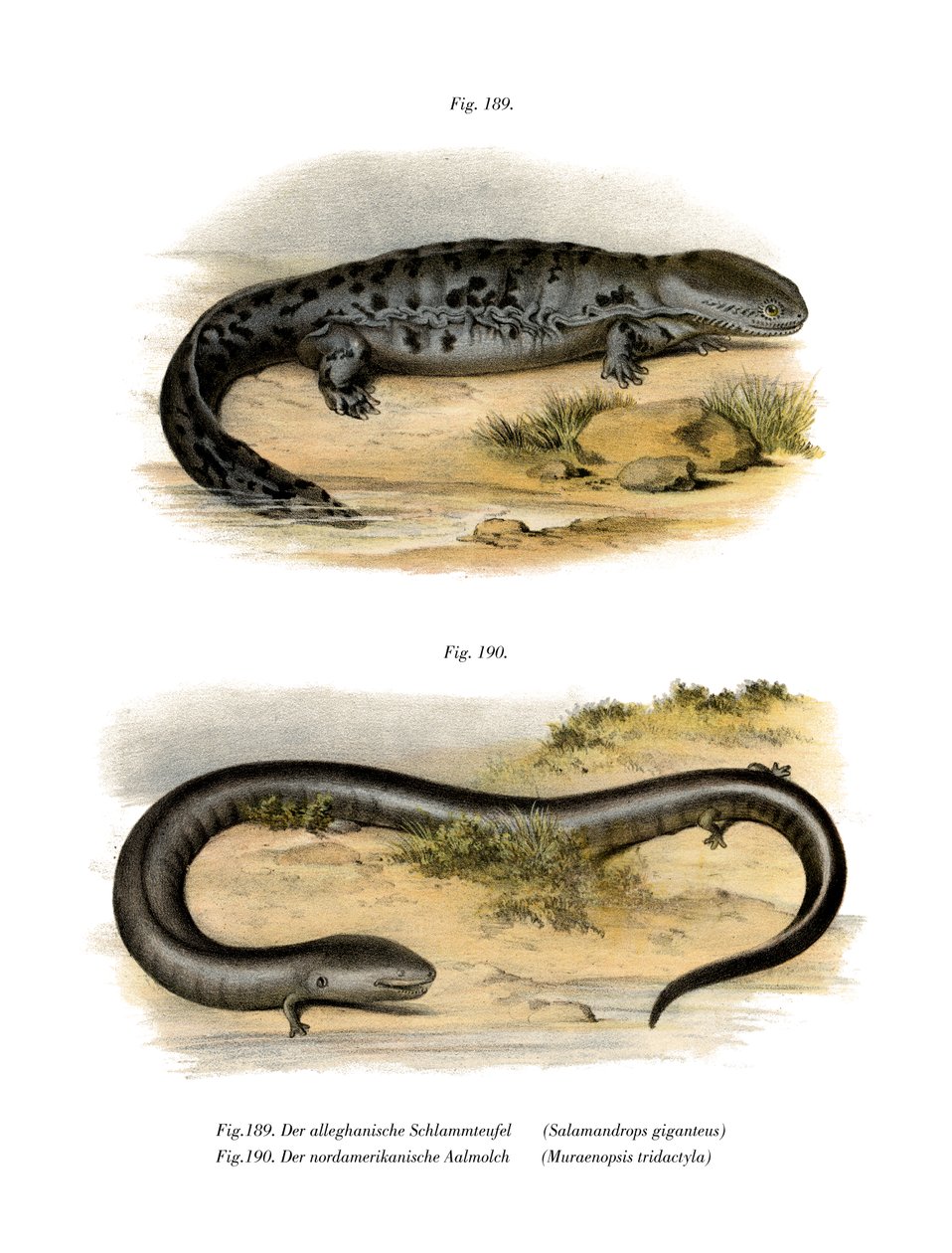 Hellbender (färg litho) av German School