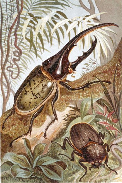 Hercules Beetle, tallrik från "Brehms Tierleben: Allgemeine Kunde des Tierreichs", vol.9, s.99, utgiven av Bibliographisches Institut av German School