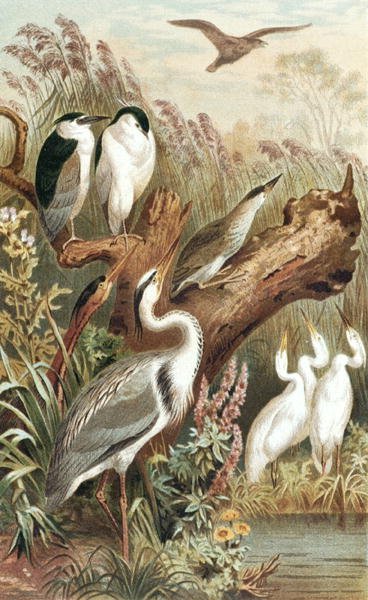 Heron, tallrik från "Brehms Tierleben: Allgemeine Kunde des Tierreichs", vol.6, s.483, utgiven av Bibliographisches Institut av German School