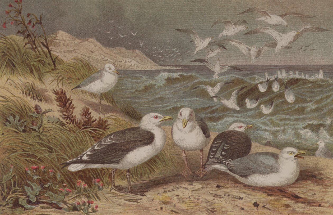 Fiskmås och svartrygg, tallrik från Brehms Tierleben: Allgemeine Kunde des Tierreichs, vol.6, s.108, utgiven av Bibliographic Institute, 1892 av German School