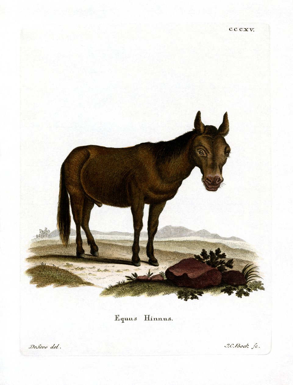 Hinny (färgad gravyr) av German School