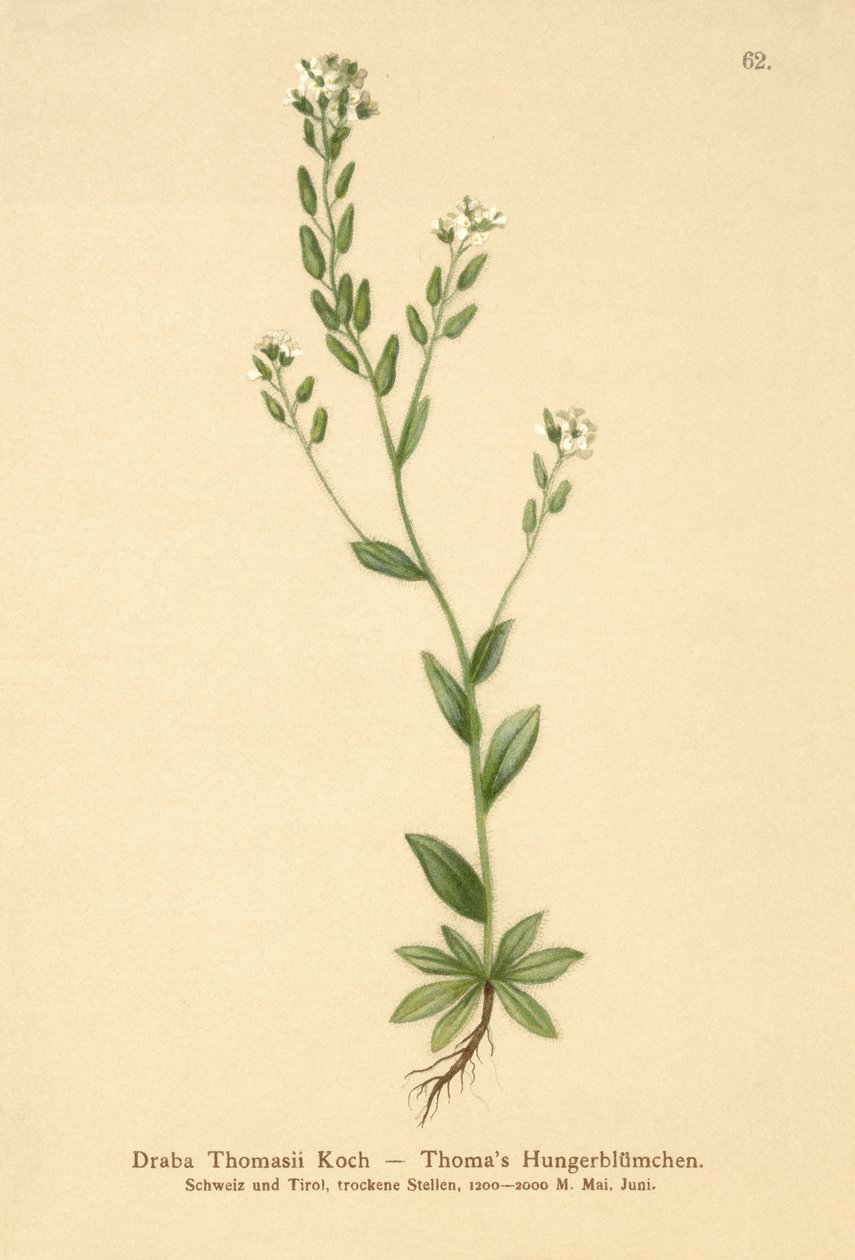 Hoary Whitlow-grass (Draba Thomasii) av German School
