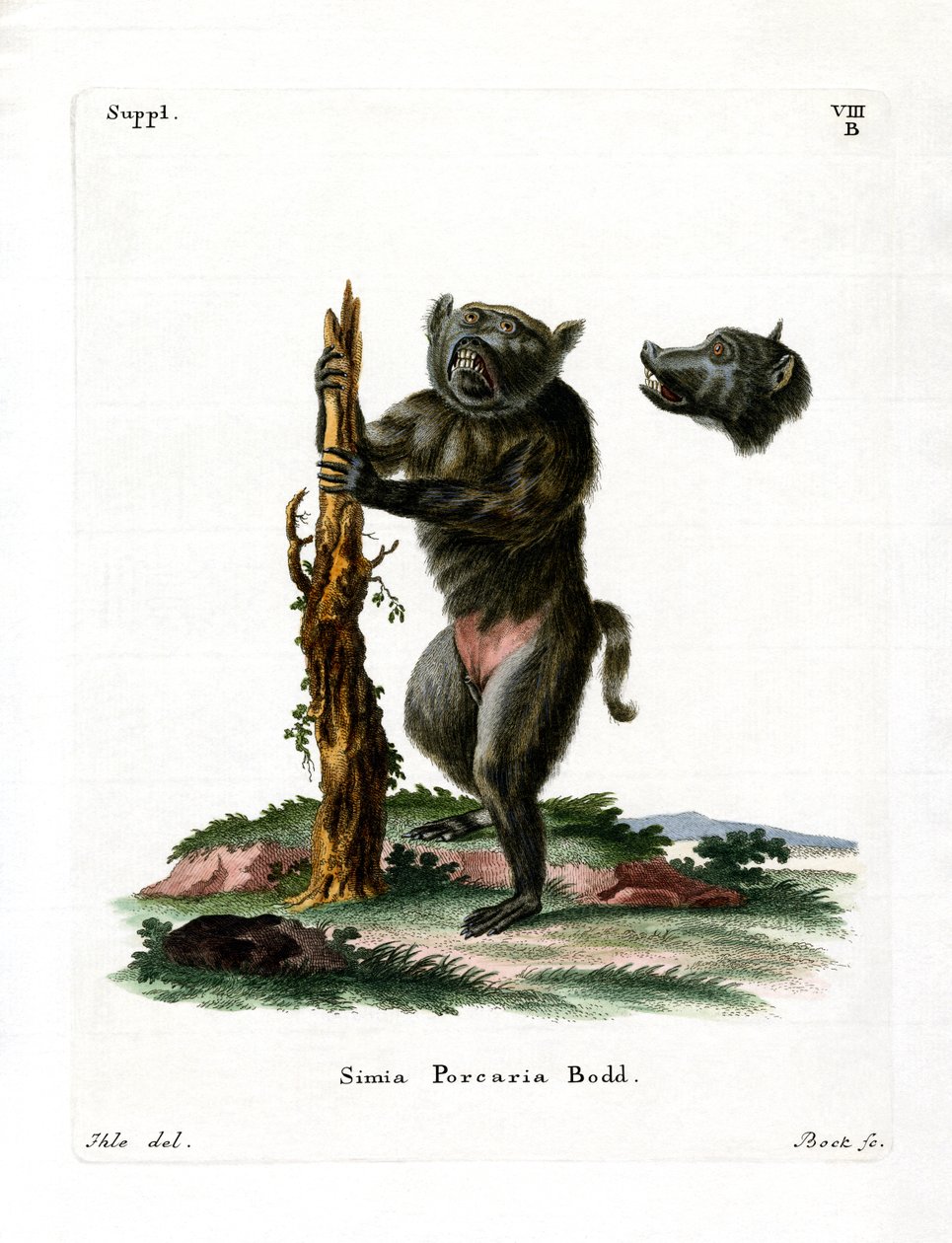 Svin-faced babian (färgad gravyr) av German School
