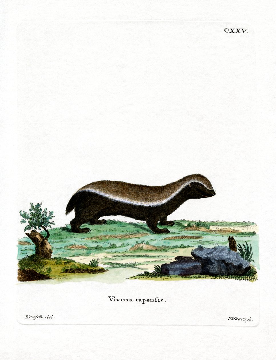 Honey Badger (färgad gravyr) av German School