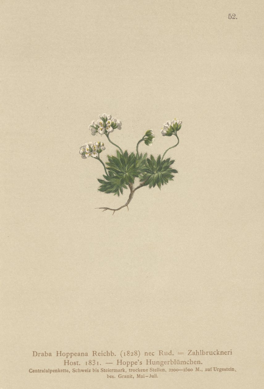 Hoppes Whitlow-gräs (Draba Hoppeana, Draba Zahlbruckneri) av German School