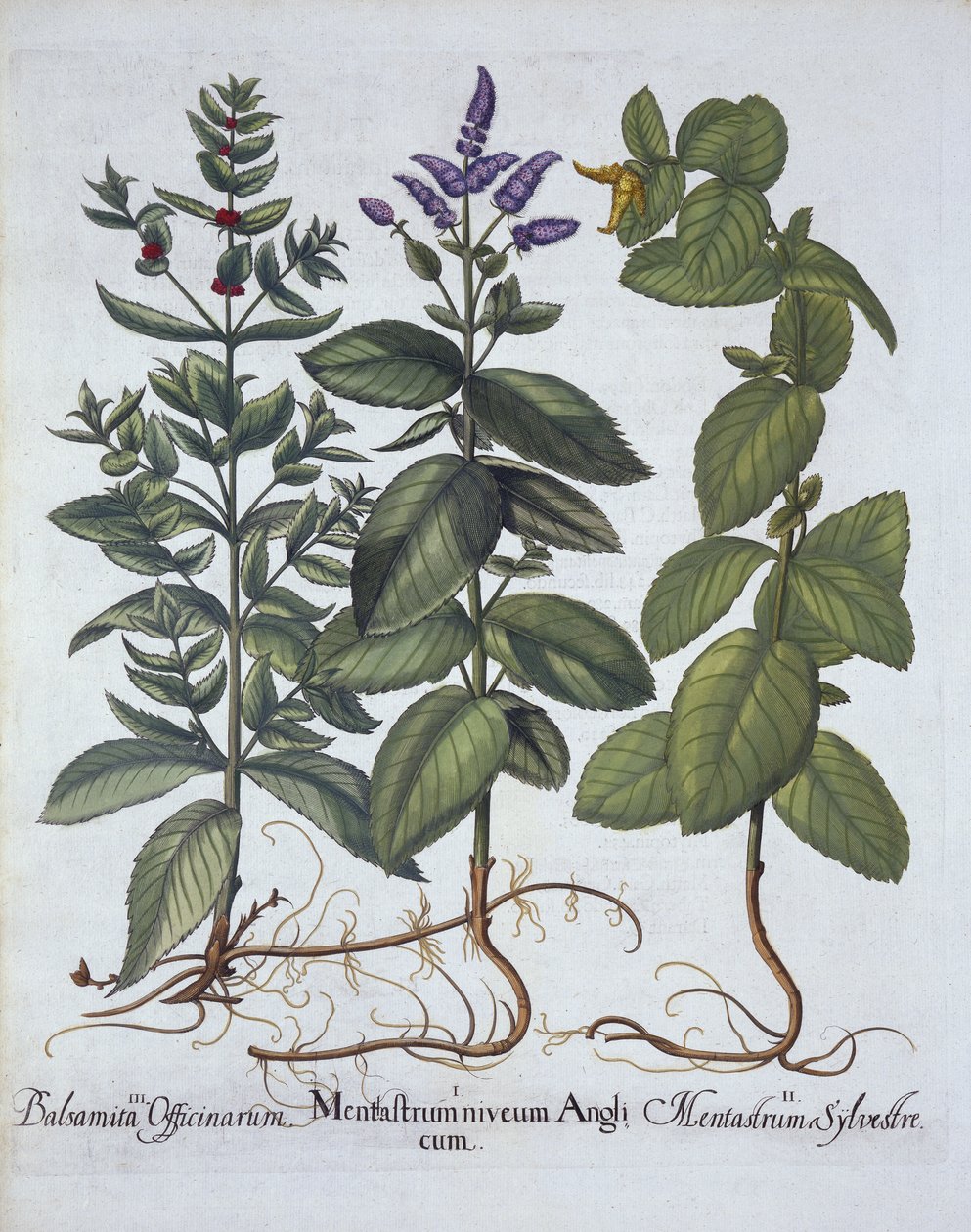 Horsemint and Spearmint, från Hortus Eystettensis, av Basil Besler (1561-1629), pub. 1613 (handfärgad gravyr) av German School