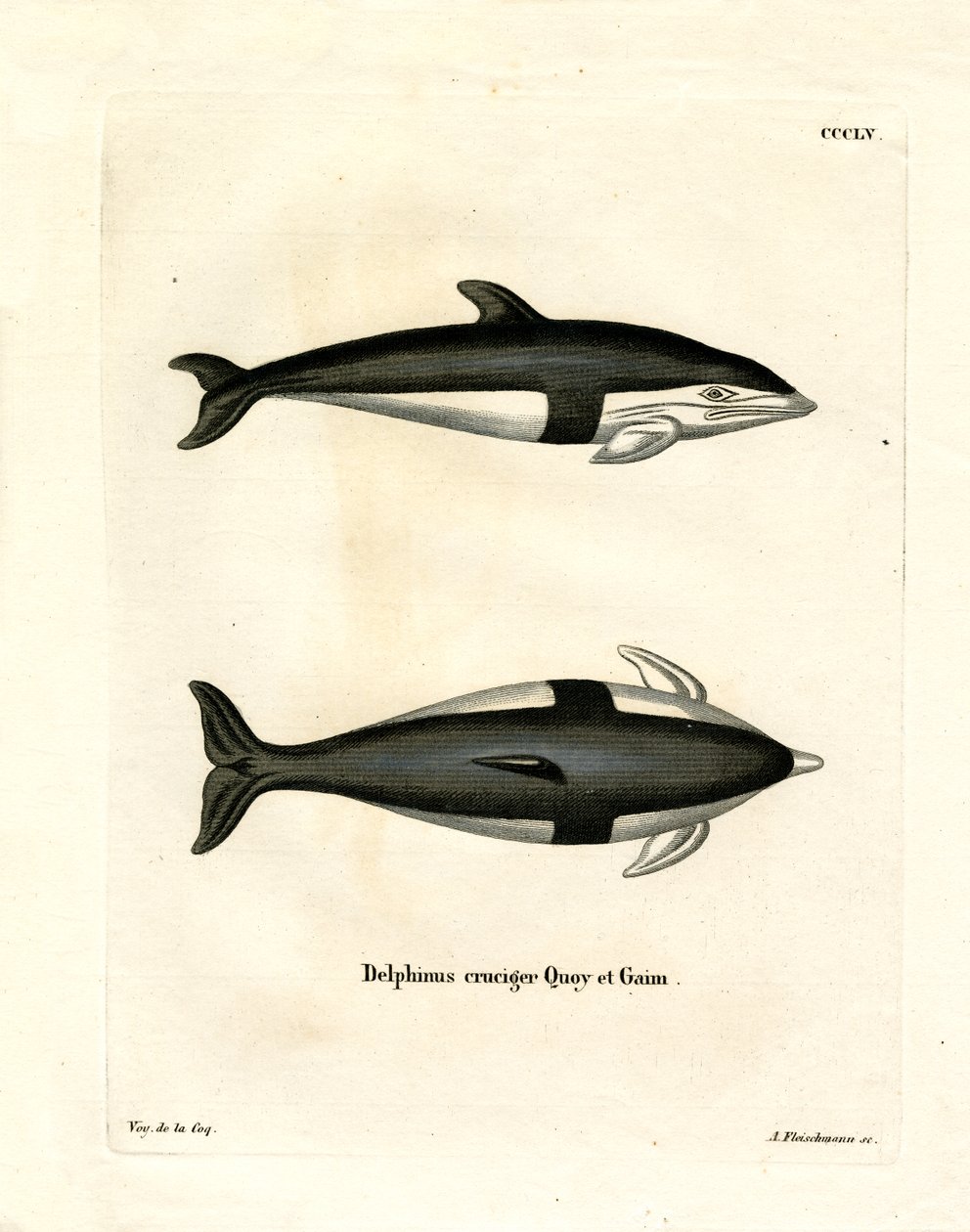 Timglas delfin (färgad gravyr) av German School