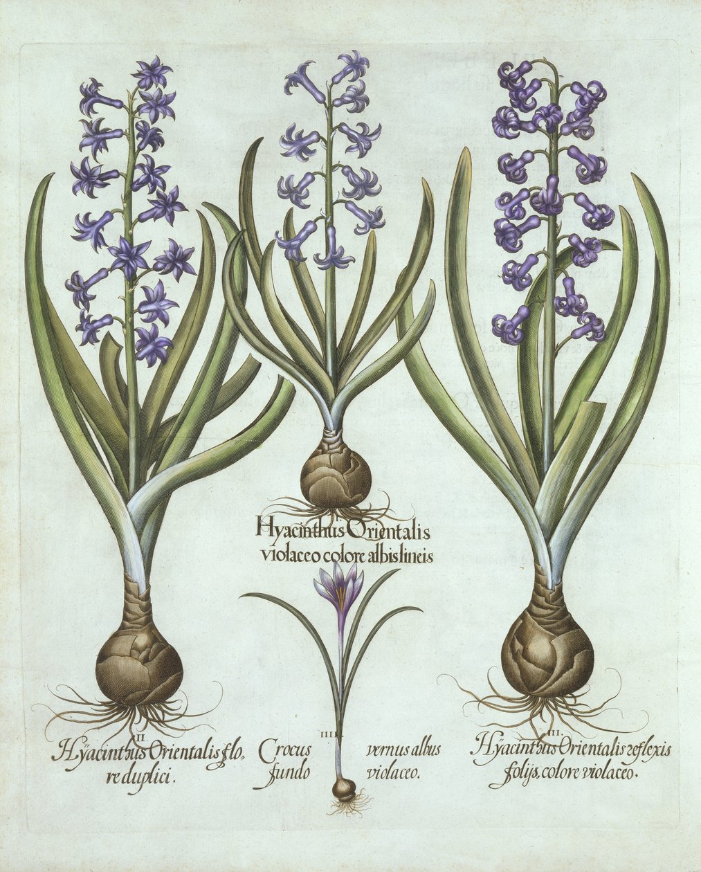 Hyacinter och en höstkrokus, från Hortus Eystettensis, av Basil Besler (1561-1629), pub. 1613 (handfärgad gravyr) av German School