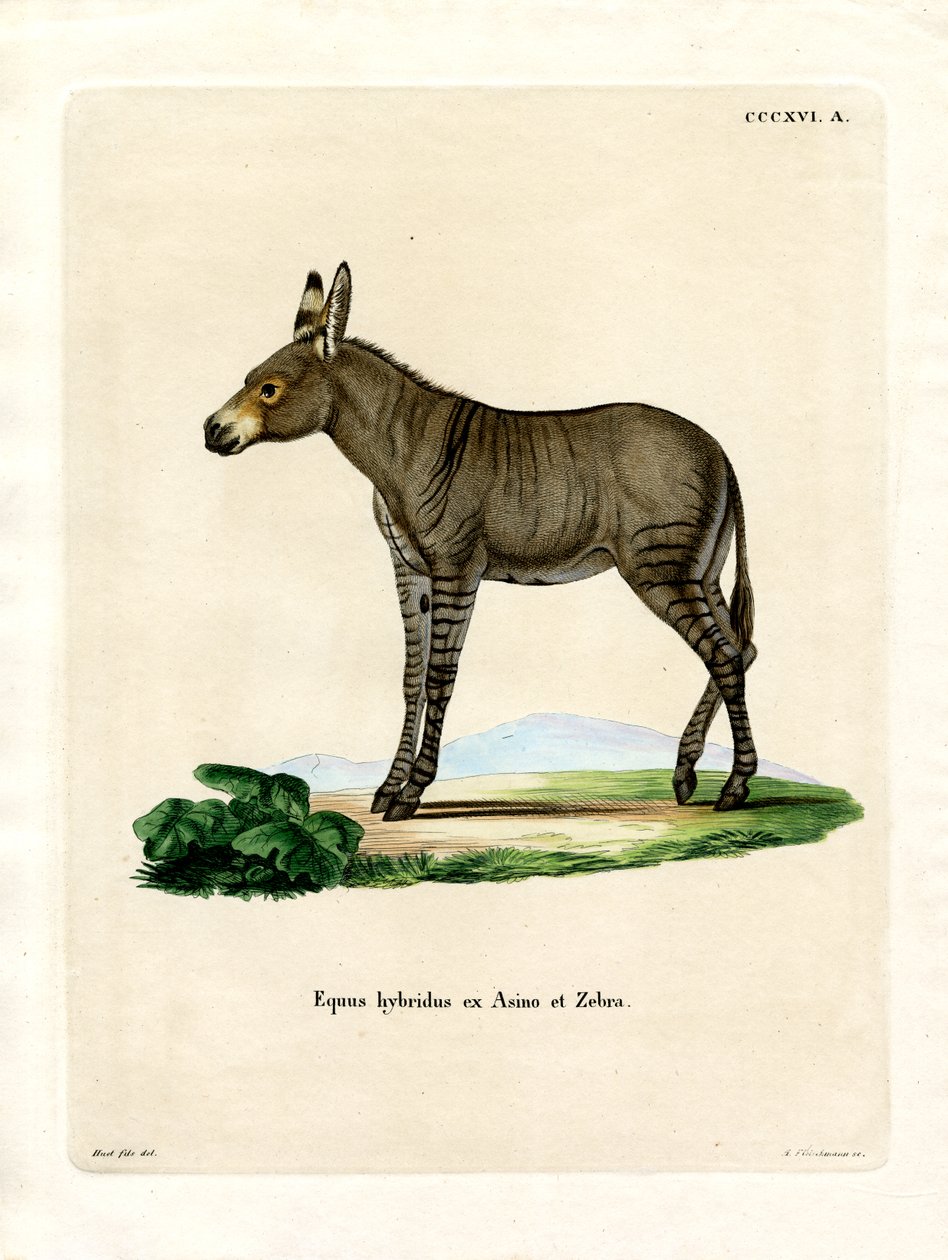 Hybridd Zebra (färgad gravyr) av German School